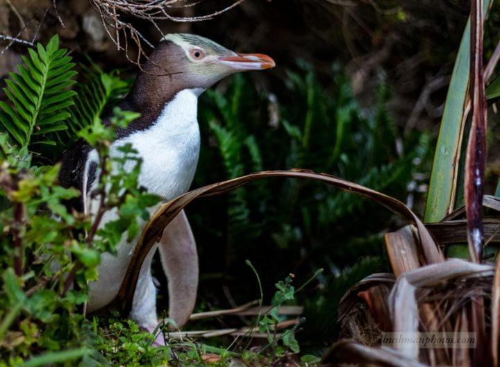 Mike & Jenny'S Kaka Point Accommodation Exterior foto